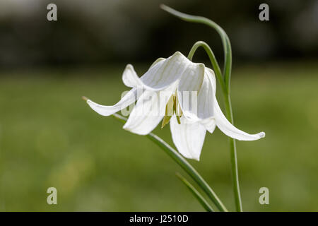 Einzelne weiße Schlangen Kopf Fritillary Blume mit den Blütenblättern geöffnet Stockfoto