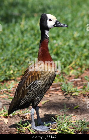 White-faced pfeifende Ente, Al Areen Wildlife Park, Königreich von Bahrain Stockfoto