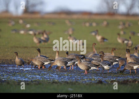 Pink-footed Gänse, Anser Platyrhynchos Herde an Suhle im nassen Bereich Stockfoto