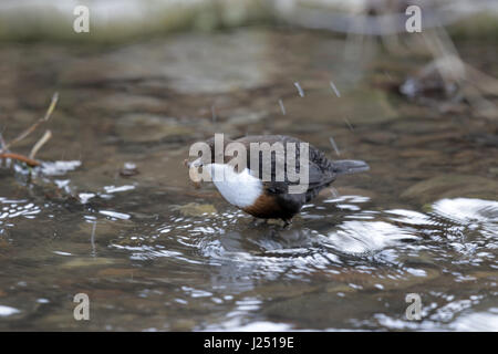 Weiße-throated Wasseramsel, Cinclus Cinclus, Insekten Larve Beute schütteln Stockfoto