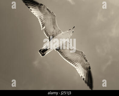 Vögel fliegen frei über den Strand Stockfoto