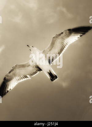 Vögel fliegen frei über den Strand Stockfoto