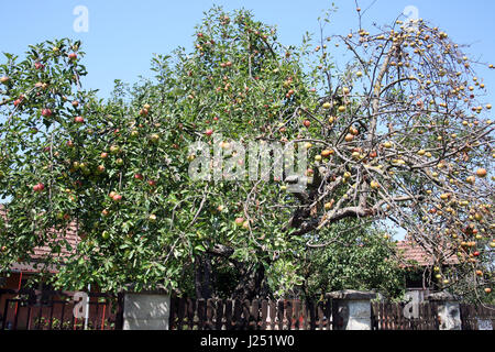Slavonia,details,apple tree full of fruits,Croatia,Europe,4 Stockfoto