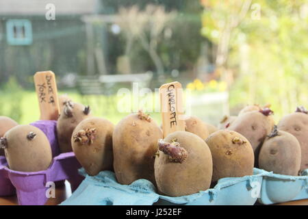 Pflanzkartoffeln Kartoffeln in Ei-Boxen auf sonnigen Fensterbank Förderung starke Sprossen vor dem Auspflanzen im Garten (im Bild) Stockfoto