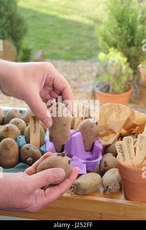 Männliche Gärtner Plättchen Sorten von Saatgut Kartoffel in Ei-Box auf der sonnigen Fensterbank in englischen Haus, starke Triebe zu fördern, vor dem Auspflanzen im Garten Stockfoto