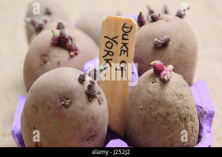 Erste frühe "Red Duke of York" Saatgut Kartoffeln Kartoffeln in eine recycelte Eierkarton Förderung starke Sprossen vor dem Auspflanzen im Garten Gemüsebeet Stockfoto