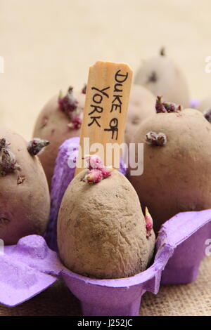Erste frühe "Red Duke of York" Saatgut Kartoffeln Kartoffeln in eine recycelte Eierkarton Förderung starke Sprossen vor dem Auspflanzen im Garten Gemüsebeet Stockfoto