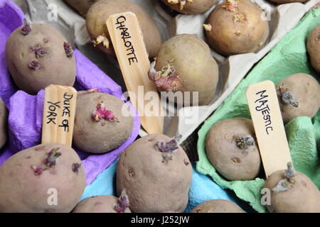 Kennzeichnung Saatgut Kartoffeln Kartoffeln Ei Boxcontainer drinnen Förderung starke Sprossen vor dem Auspflanzen im Gemüsebeet Stockfoto