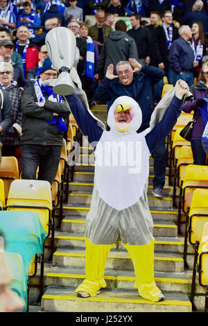 Brighton Fan gekleidet wie eine Möwe während der Himmel Bet Meisterschaftsspiel zwischen Norwich City und Brighton und Hove Albion an der Carrow Road in Norwich. 21. April 2017. FA Premier League und der Football League Bilder unterliegen DataCo Lizenz siehe www.football-dataco.com nur zur redaktionellen Verwendung Stockfoto