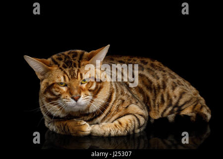 Bengal Katze männlich liegen und suchen in Kamera auf isolierte schwarzer Hintergrund Stirnrunzeln Stockfoto