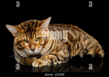 Bengal Katze männlich liegen und suchen in Kamera auf isolierte schwarzer Hintergrund Stirnrunzeln Stockfoto