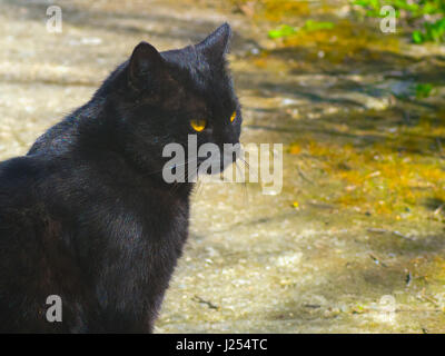 Die schwarze Katze, die irgendwo in der Ferne suchen Stockfoto