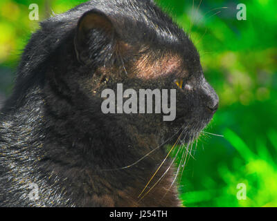 Die schwarze Katze, die irgendwo in der Ferne suchen Stockfoto
