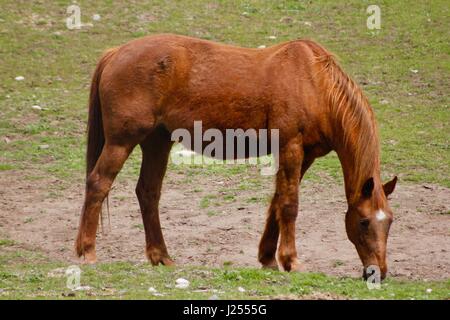 Tiere der Kaleden, BC Stockfoto