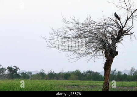 Eine Krähe thront auf der Spitze eines Baumes Stockfoto