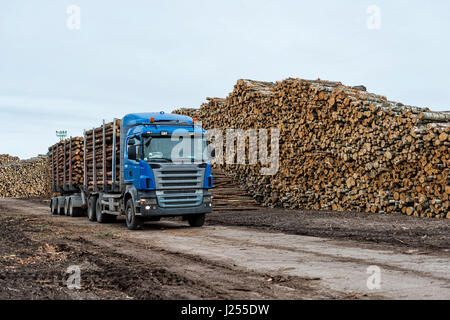 Riga, Lettland - 25. September 2016: Der Hafen von Riga. Log-LKW-Warteliste für entladen. Stockfoto