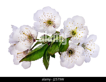 Aprikose Blume auf weißem Hintergrund (isoliert). Stockfoto