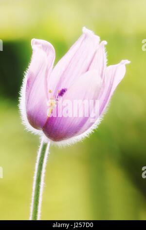 Close-up vertikalen Foto von rosa Kuhschelle (auch genannt Pulsatilla, Anemone) im Frühjahr Sonnenlicht. Stockfoto