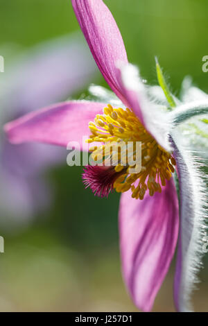 Close-up vertikalen Foto von rosa Kuhschelle (auch genannt Pulsatilla, Anemone) im Frühjahr Sonnenlicht. Stockfoto