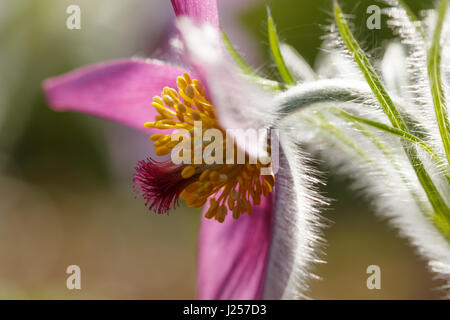 Close-up horizontale Foto von rosa Kuhschelle (auch genannt Pulsatilla, Anemone) im Frühjahr Sonnenlicht. Stockfoto