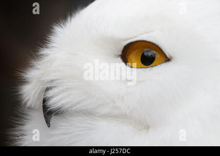 Nahaufnahme Foto eine Schnee-Eule (Bubo Scandiacus). Stockfoto