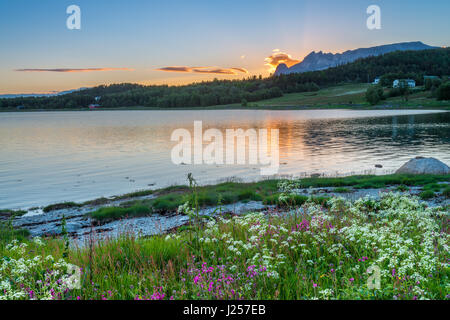 Wildblumen in verschiedenen Farben Sonnenuntergang den hinter den Bergen entlang dieser norwegischen Strand Stockfoto