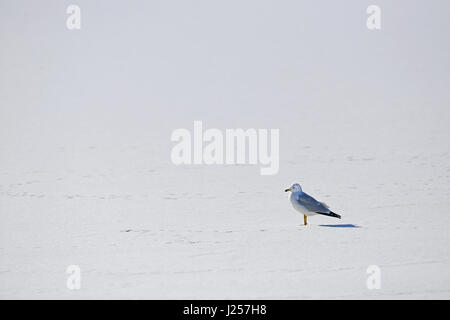 Ring in Rechnung gestellt Möwe stehend auf zugefrorenen See im winter Stockfoto