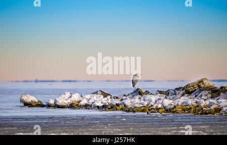 Great Blue Heron auf einem gefrorenen Chesapeake Bay im winter Stockfoto