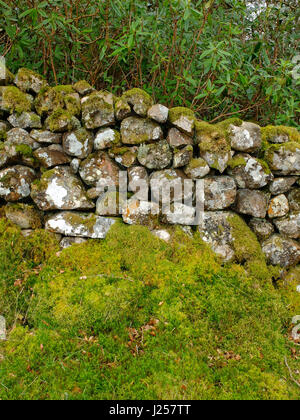 Moos bedeckt Trockenmauer in Cumbria Stockfoto