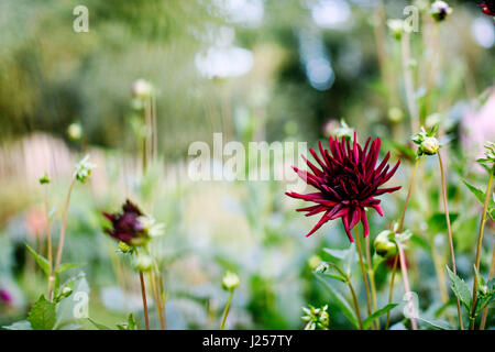 Blumen und Blüten im Sommer Stockfoto