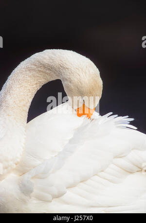 Erwachsenen Singschwan, (Cygnus Cygnus), putzen Federn, Regents Park, London, Großbritannien Stockfoto