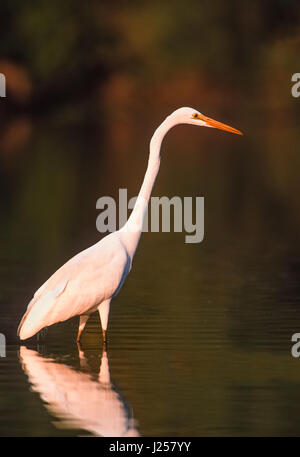 Silberreiher, (Ardea Alba), Angeln in Feuchtgebieten, Nationalpark Keoladeo Ghan, Bharatpur, Rajasthan, Indien Stockfoto