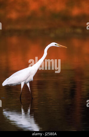 Silberreiher, (Ardea Alba), Angeln in Feuchtgebieten, Keoladeo Ghana Nationalpark, Bharatpur, Rajasthan, Indien Stockfoto