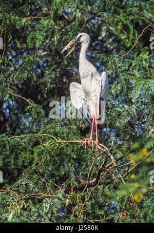 Asiatischer Openbill oder asiatischer Openbill Storch (Anastomus Oscitans), offene, Keoladeo Ghana Nationalpark, Bharatpur, Indien verbreiten Sonnenbaden mit Flügeln Stockfoto