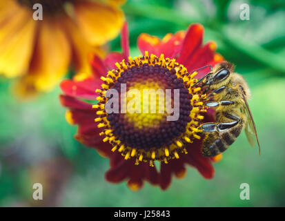 Biene auf Sonnenhut Echinacea mit roten Blüten. Ansicht von oben Stockfoto