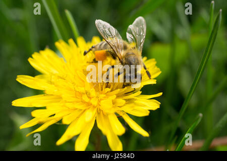 Makroaufnahme einer Biene auf gelber Löwenzahn Blume sitzen. Vorderansicht Stockfoto