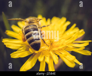 Makroaufnahme einer Biene auf gelber Löwenzahn Blume sitzen. von der Rückseite Stockfoto