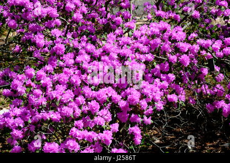 Rhododendron Blüte Busch Stockfoto
