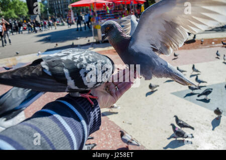 Tauben Essen Vogelfutter aus der Hand in Plaça de Catalunya im Zentrum von Barcelona. Stockfoto