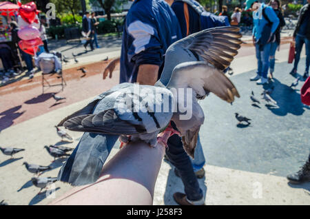 Tauben Essen Vogelfutter aus der Hand in Plaça de Catalunya im Zentrum von Barcelona. Stockfoto