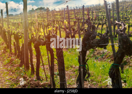 Nahaufnahme auf die Reben in einem Hang Weinberg im Chianti, Italien bei Sonnenuntergang (Sunset Beleuchtung) Stockfoto