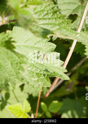 eine große fliegende Insekt ruht auf einem Blatt im Frühjahr und ein Schatten klar und knackig scharfe Details in Fokus-Fly casting Stockfoto