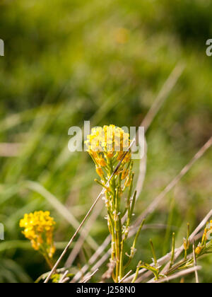 eine wunderschöne Blüte und angehende gelben Frühlingsblume in seiner Jugend wächst auf einer Wiese außerhalb im UK England un-Frühling Stockfoto