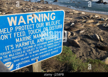 See-Elefanten Piedras Blancas, Big Sur, Kalifornien Stockfoto