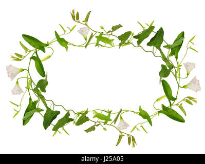 Ackerwinde Blumen und Blätter in einem Rahmen isoliert auf weiss Stockfoto