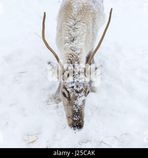 Nahaufnahme eines einzelnen Rentiers bei verschneiten Witterungsbedingungen. Tisnes, Kvaløya, Tromsø, Norwegen. Stockfoto