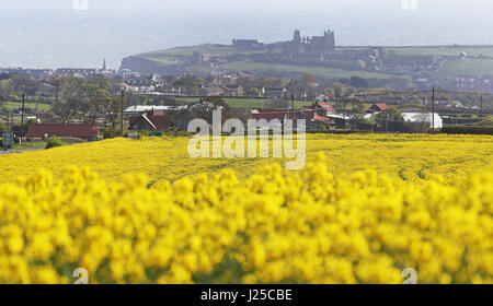 Whitby Abtei in North Yorkshire mit Rapsfelder in voller Farbe als die Explosion der arktischen Wetter, der Schnee nach Norden gebracht hat weiterhin, dass Schottland Süden bewegen. Stockfoto