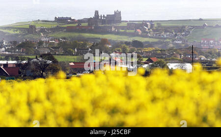 Whitby Abtei in North Yorkshire mit Rapsfelder in voller Farbe als die Explosion der arktischen Wetter, der Schnee nach Norden gebracht hat weiterhin, dass Schottland Süden bewegen. Stockfoto