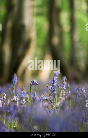 Detail der wilde Glockenblumen wachsen in einem alten Wald. Wayland Holz, Norfolk, Großbritannien. Stockfoto