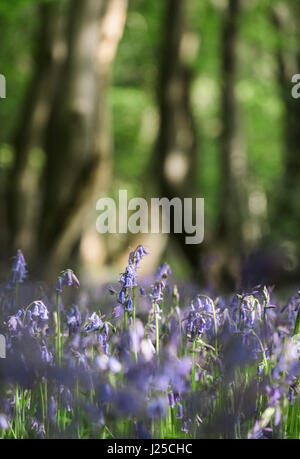 Detail der wilde Glockenblumen wachsen in einem alten Wald. Wayland Holz, Norfolk, Großbritannien. Stockfoto